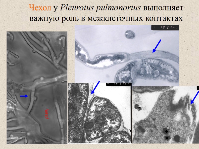 Чехол у Pleurotus pulmonarius выполняет важную роль в межклеточных контактах